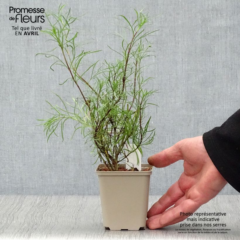 Spécimen de Coreopsis verticillata Route 66 Godet de 9cm tel que livré au printemps