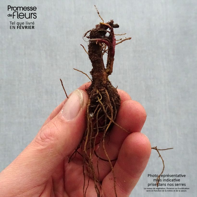 Spécimen de Coreopsis verticillata S&S Sassy Saffron - Coréopsis verticillé Racines nues, qualité premium tel que livré en hiver