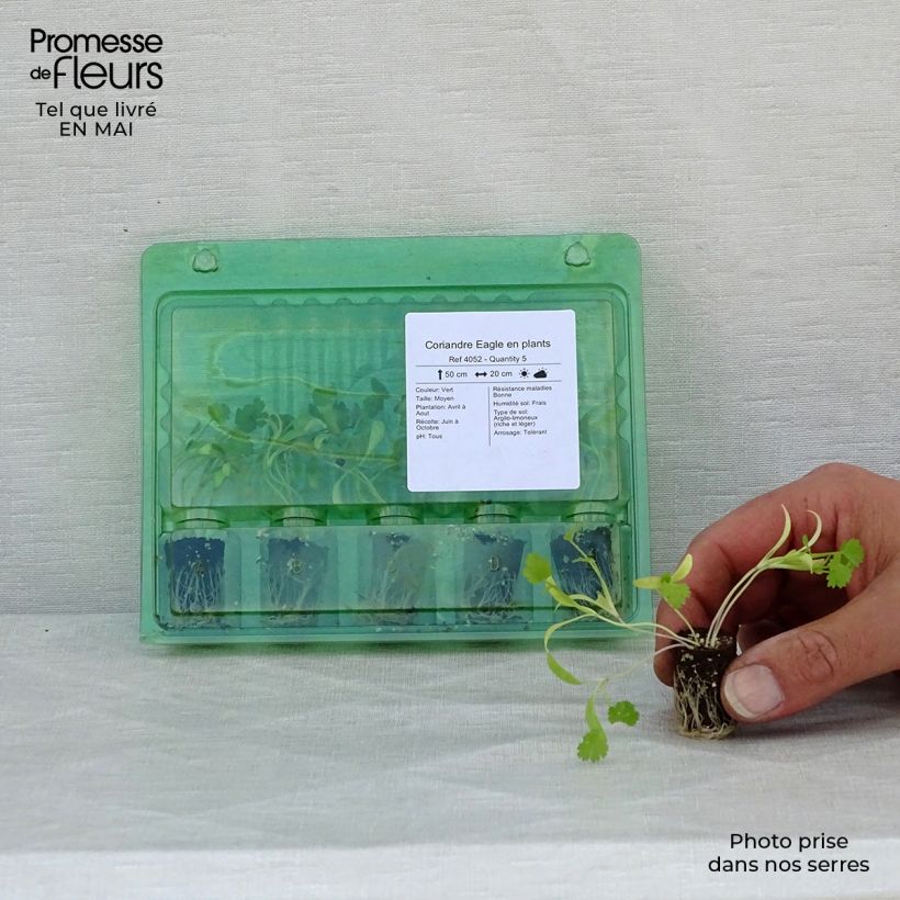 Spécimen de Coriandre Eagle en plants Mini-motte Ø 1,5/2,5 cm, LIvré en hauteur de 5 à 10 cm tel que livré au printemps
