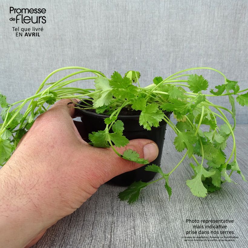 Spécimen de Coriandre Eagle en plants Godet de 8/9 cm tel que livré au printemps