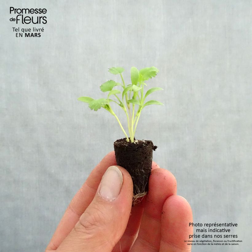 Spécimen de Coriandre à petites graines en mini-mottes Bio Mini-motte Ø 1,5/2,5 cm tel que livré au printemps