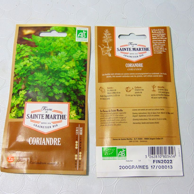 Spécimen de Coriandre cultivée Bio - Ferme de Sainte Marthe tel que livré en printemps