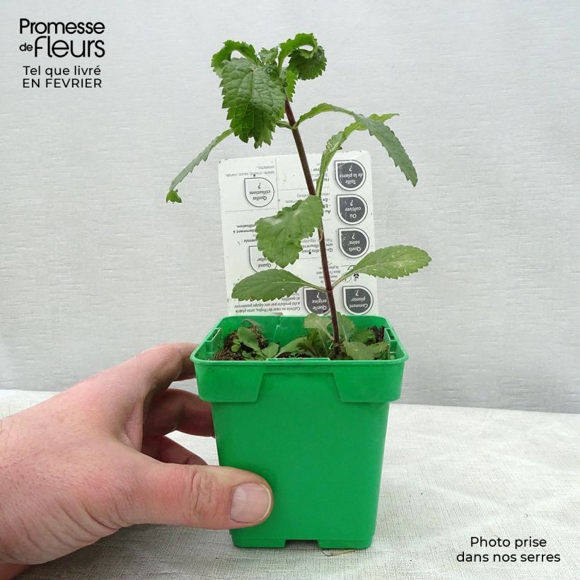 Spécimen de Coriandre cultivée - Coriandrum sativum en plants tel que livré en hiver