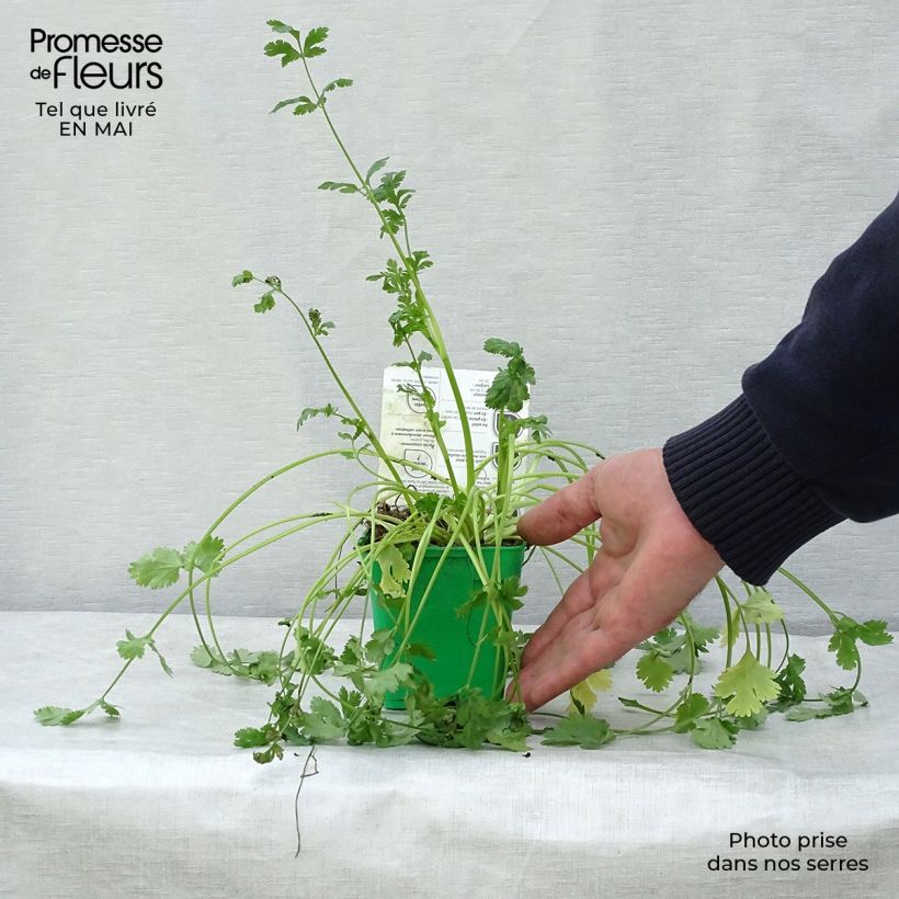 Spécimen de Coriandre cultivée - Coriandrum sativum en plants Pot de 10 cm/11cm tel que livré au printemps