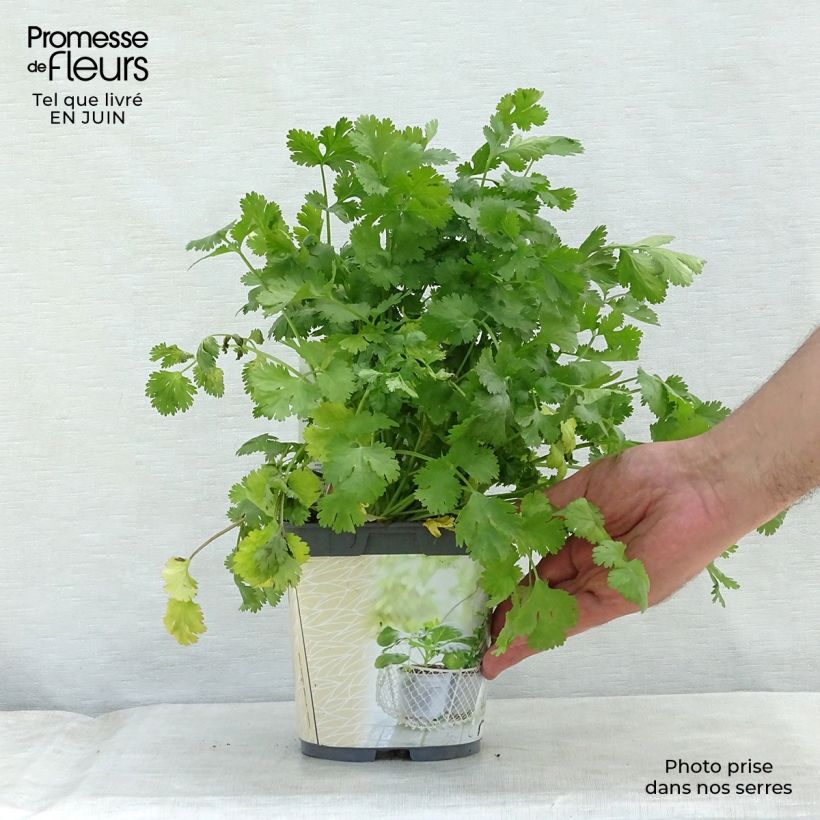Spécimen de Coriandre cultivée en plants Bio Pot de 1L/1,5L tel que livré en été