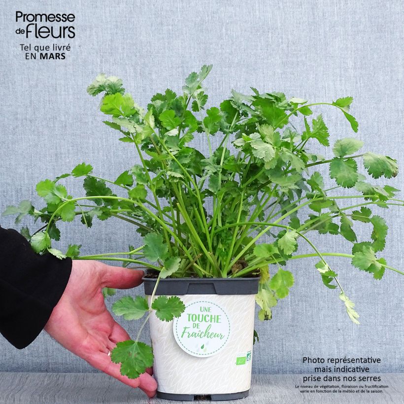 Spécimen de Coriandre cultivée en plants Bio Pot de 1L./1.5L. tel que livré au printemps