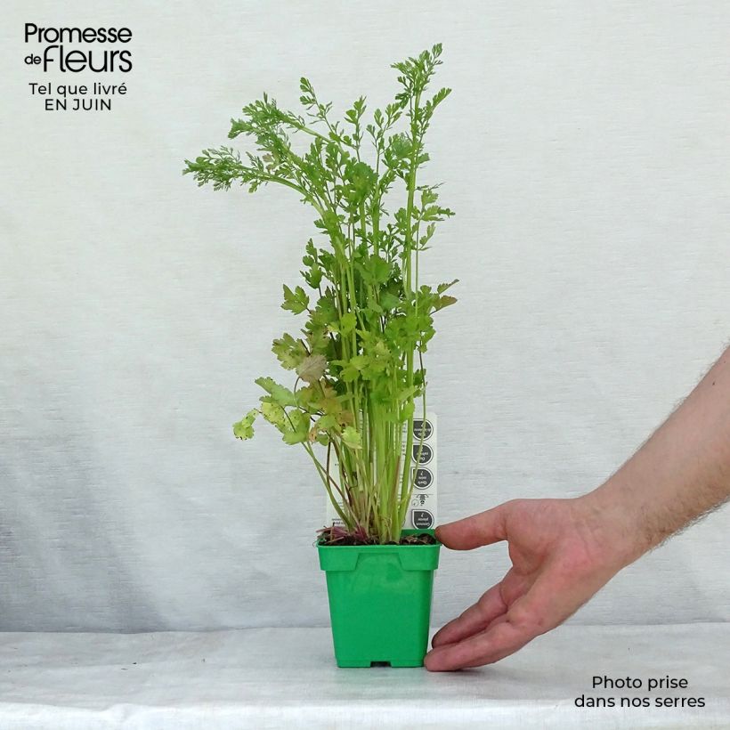 Spécimen de Coriandre vietnamienne - Persicaria odorata en plants Godet de 8/9 cm tel que livré en été