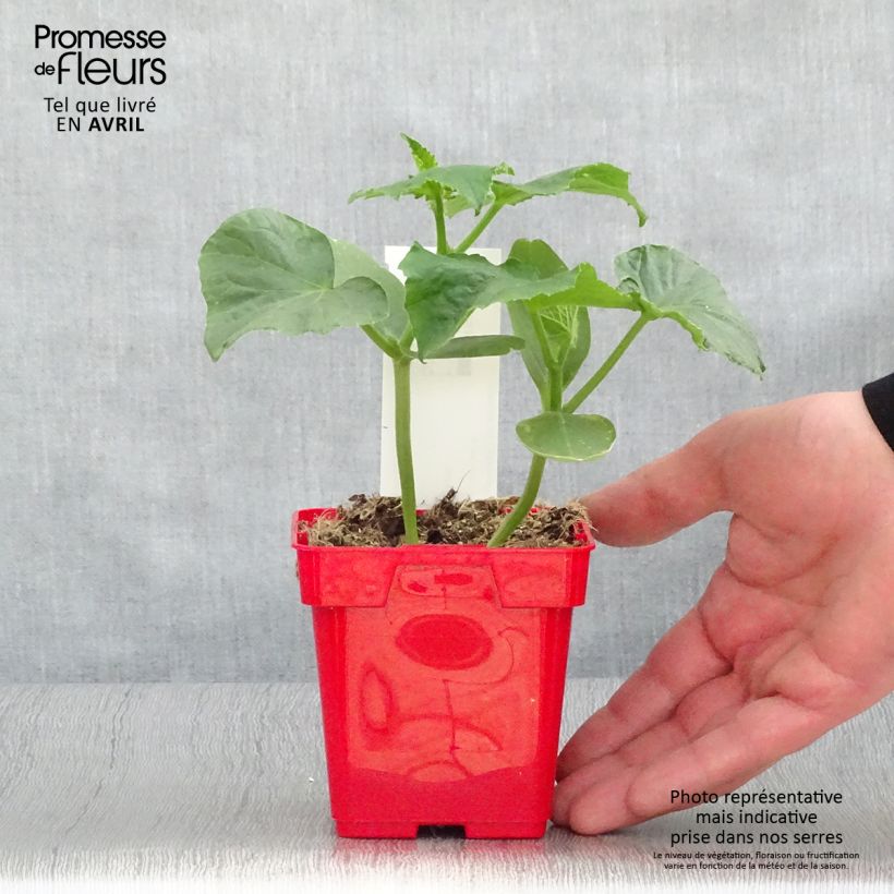 Spécimen de Cornichon Ceto en plant Pot de 10 cm/11cm tel que livré au printemps