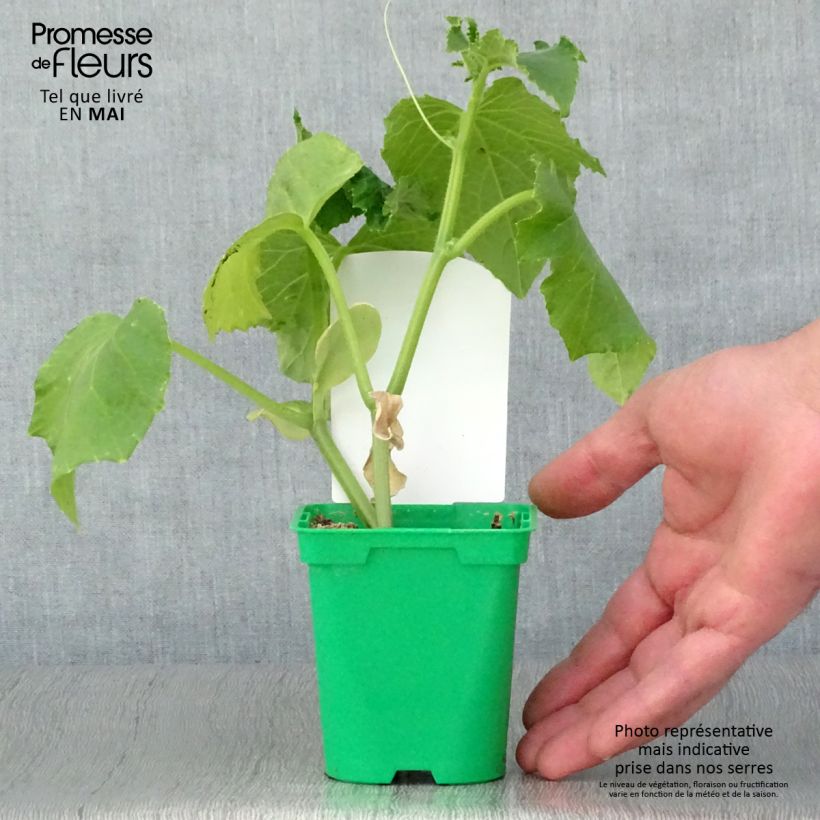 Spécimen de Cornichon Szatmar F1 en plants Pot de 10,5 cm tel que livré au printemps