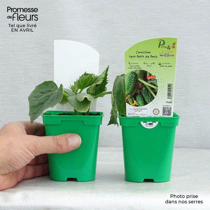 Spécimen de Cornichon Vert Petit de Paris en plants Pot de 10 cm/11cm tel que livré au printemps