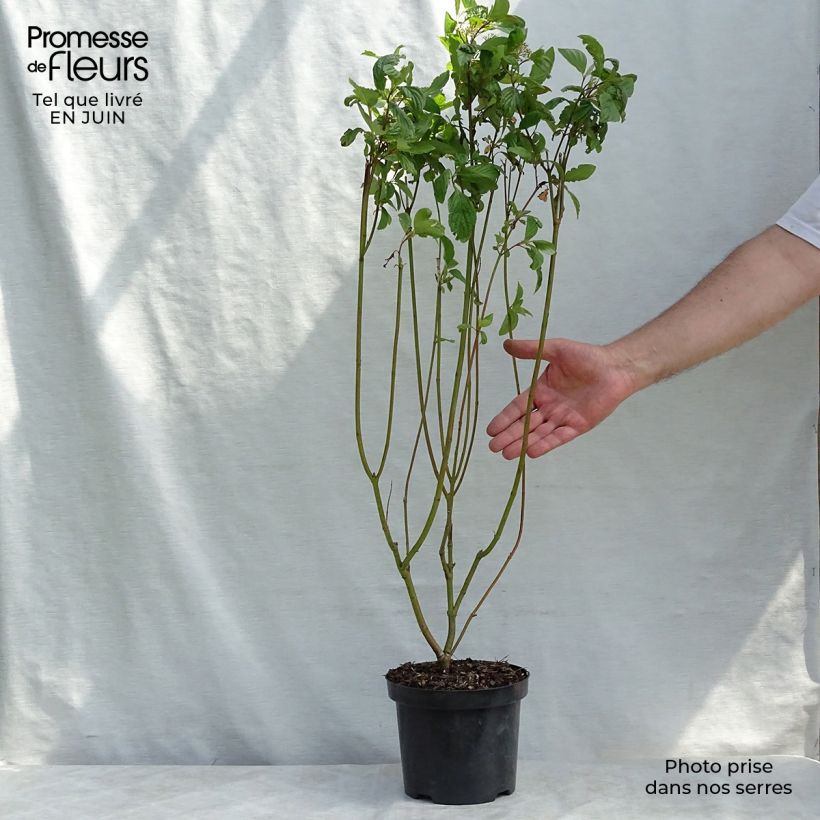 Spécimen de Cornus alba - Cornouiller blanc Pot de 2L/3L tel que livré en été