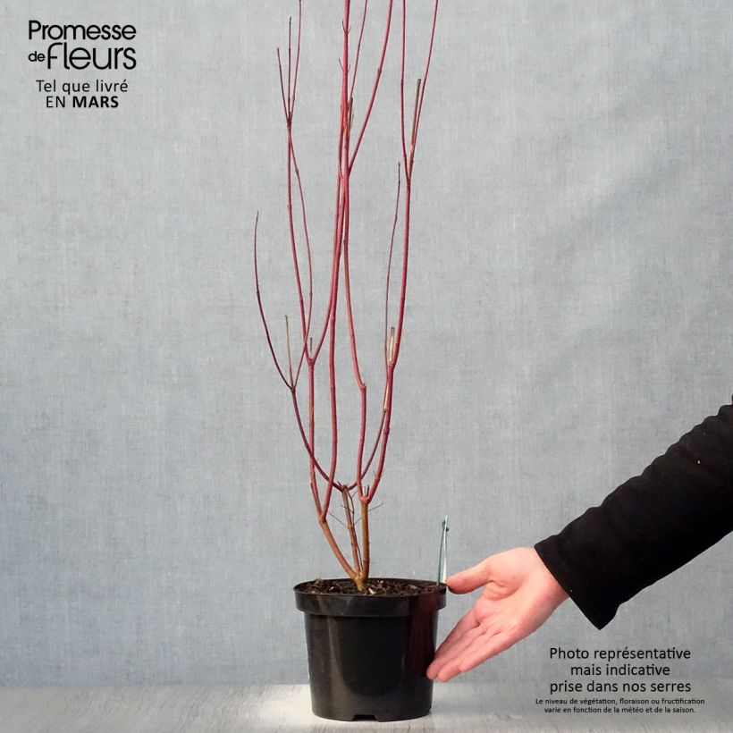 Spécimen de Cornus alba - Cornouiller blanc Pot de 2L/3LHauteur livrée env. 80/90cm tel que livré au printemps