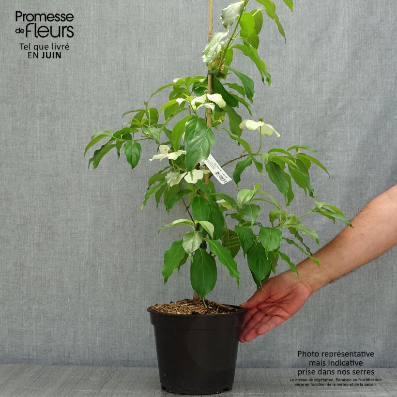 Spécimen de Cornus hongkongensis Parc de Haute Bretagne - Cornouiller de Hong Kong à fleurs roses Pot de 4L/5L tel que livré en été