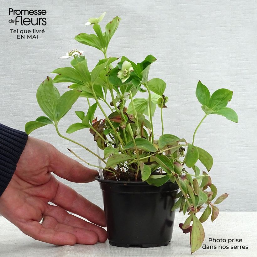 Spécimen de Cornouiller du Canada - Cornus canadensis Godet de 9cm tel que livré au printemps