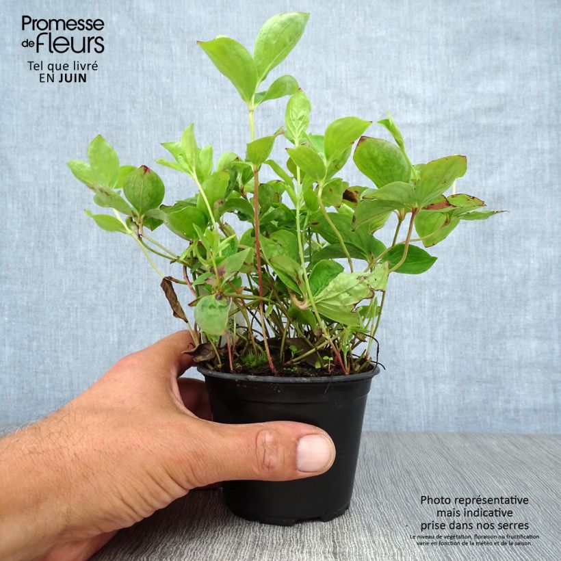 Spécimen de Cornouiller du Canada - Cornus canadensis Godet de 8/9 cm tel que livré en été