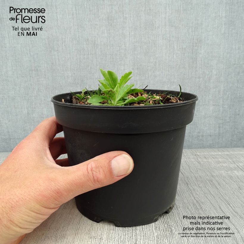 Spécimen de Cornouiller du Canada - Cornus canadensis Pot de 2L/3L tel que livré au printemps