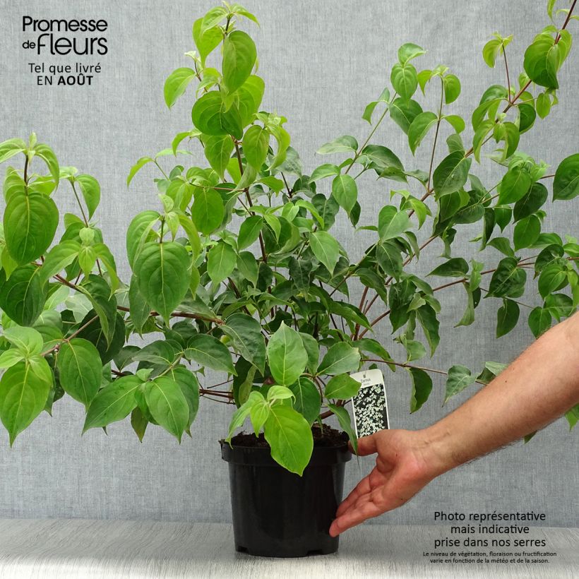 Spécimen de Cornus kousa - Cornouiller du Japon Pot de 2L/3L tel que livré en été