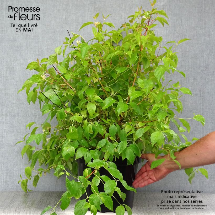 Spécimen de Cornus sanguinea Anny's Winter Orange - Cornouiller sanguin Pot de 7,5L/10LHauteur livrée env. 50/60cm tel que livré au printemps