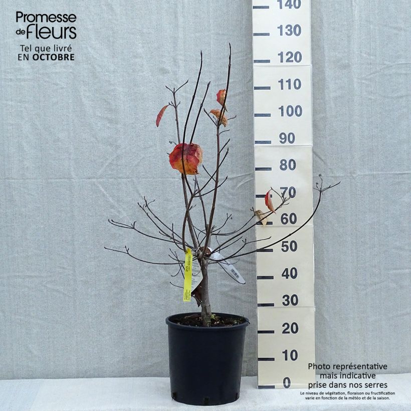 Spécimen de Cornus Ascona - Cornouiller à fleurs Pot de 12L/15L tel que livré en automne