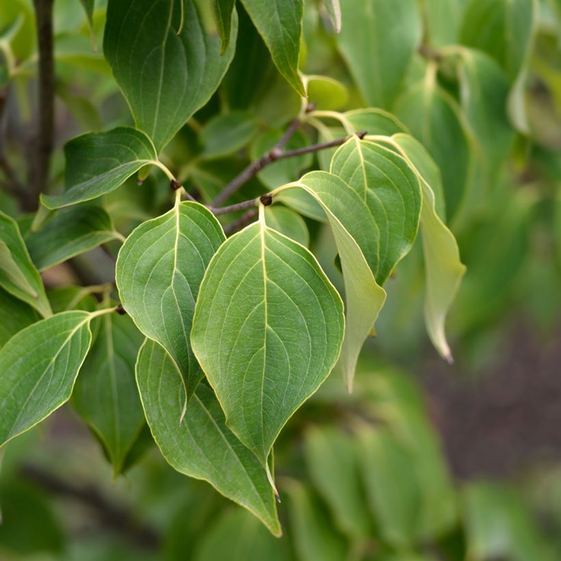 Cornus Eddie's White Wonder - Cornouiller hybride. (Feuillage)