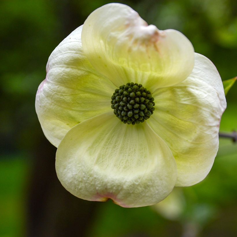 Cornus Eddie's White Wonder - Cornouiller hybride. (Floraison)