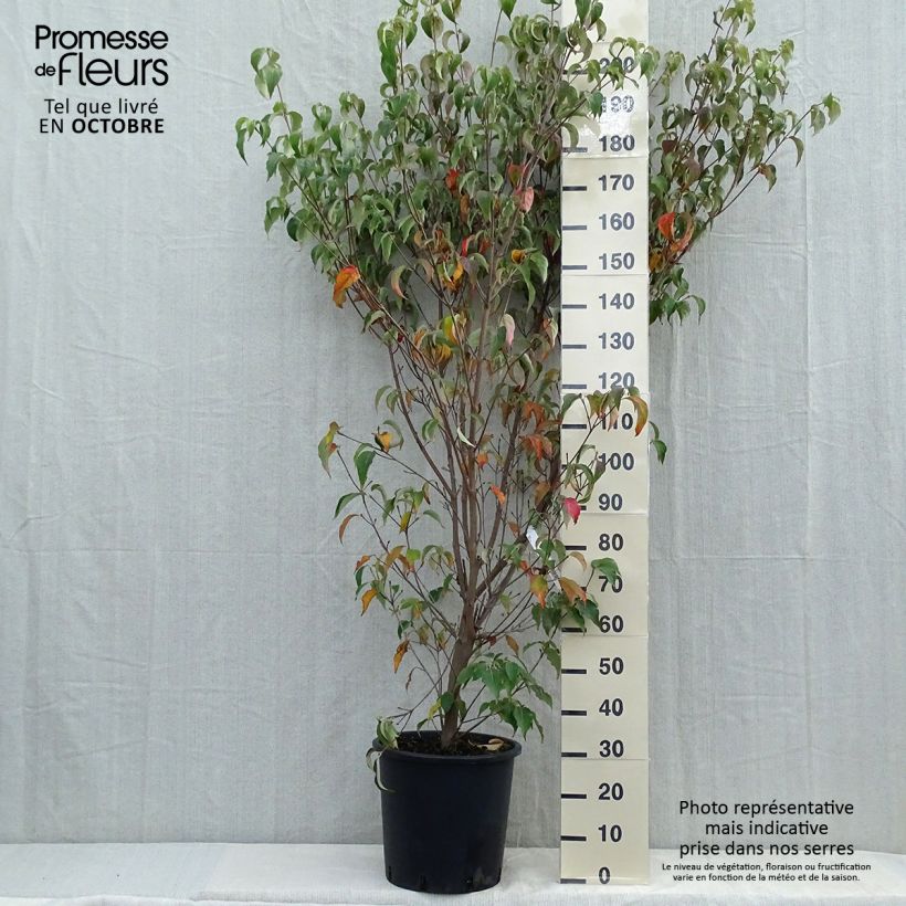 Spécimen de Cornus Kousa Milky Way- Cornouiller du Japon blanc Pot de 18L/20L tel que livré en automne