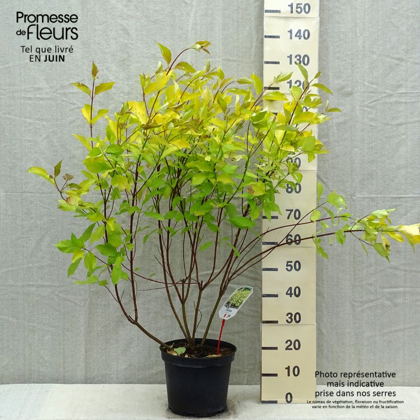 Spécimen de Cornus alba Aurea - Cornouiller blanc à bois doré pot de 10L tel que livré au printemps