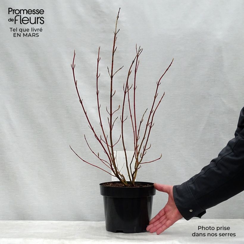 Spécimen de Cornus alba Aurea - Cornouiller blanc à bois doré pot de 3L tel que livré au printemps