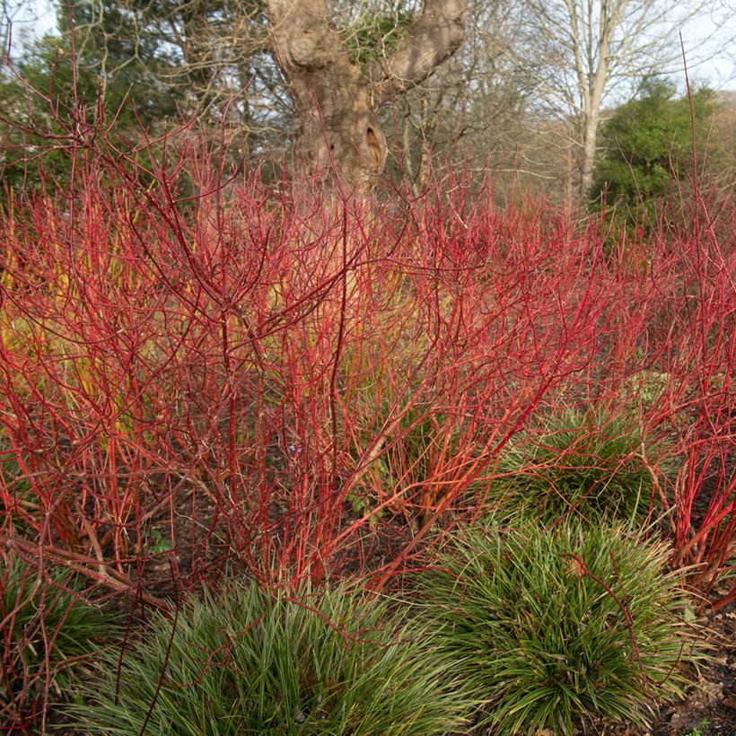 Cornus alba Baton Rouge - Cornouiller blanc à bois rouge (Port)