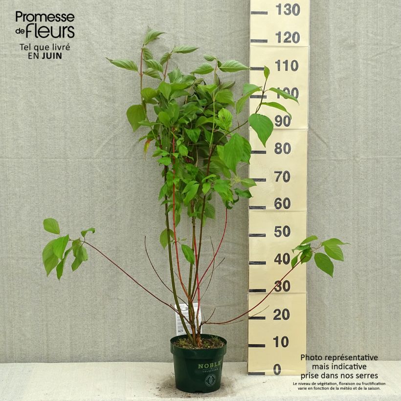 Spécimen de Cornus alba Baton Rouge - Cornouiller blanc à bois rouge Pot de 2L/3LHauteur livrée env. 30/40cm tel que livré au printemps