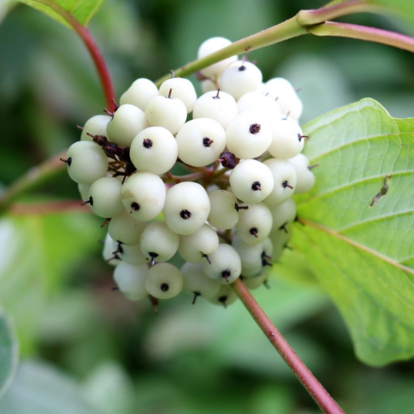 Cornus alba - Cornouiller blanc (Récolte)