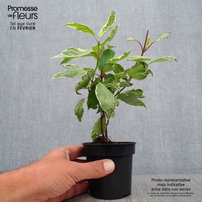 Spécimen de Cornus alba Cream Cracker - Cornouiller blanc en godet de 10cm tel que livré en automne