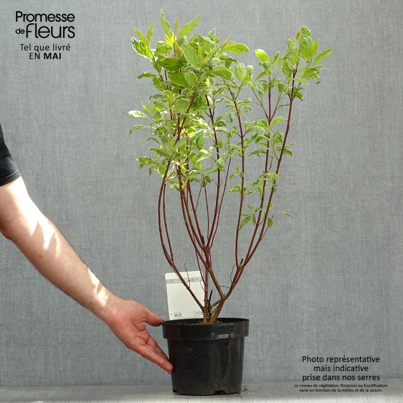 Spécimen de Cornus alba Cream Cracker - Cornouiller blanc en pot de 2l/3l tel que livré au printemps