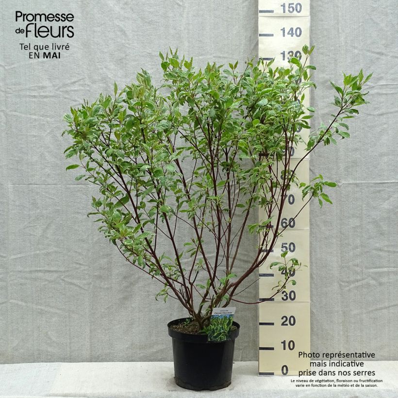 Spécimen de Cornus alba Cream Cracker - Cornouiller blanc en pot de 7,5l/10l tel que livré au printemps