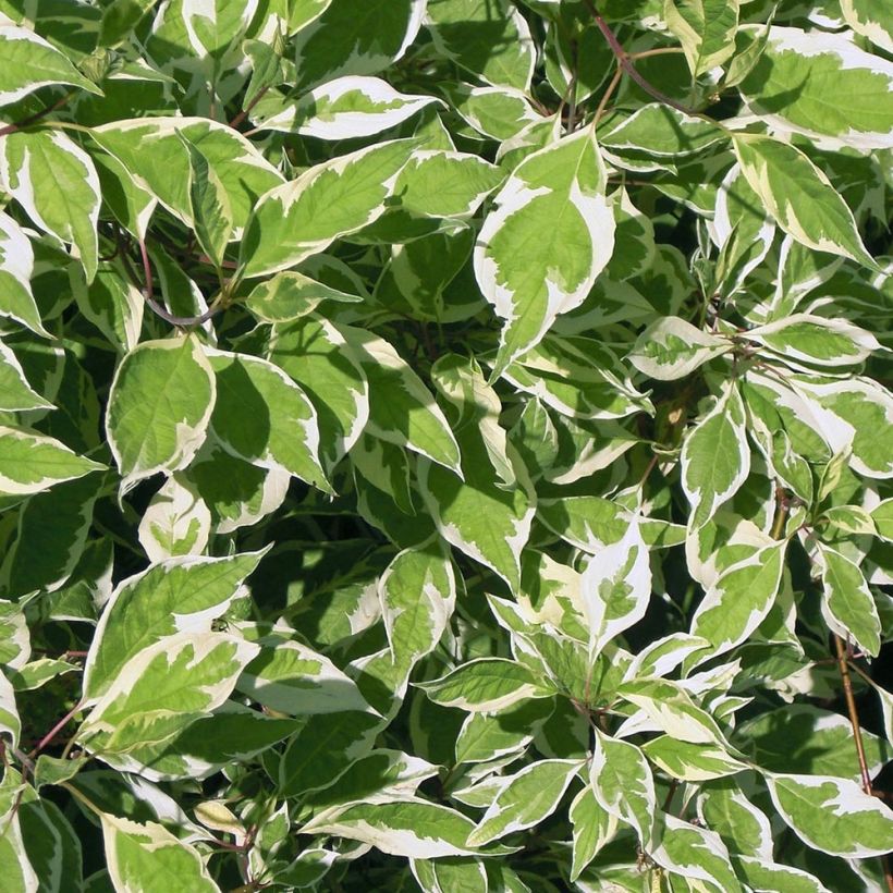 Cornus alba Elegantissima - Cornouiller blanc panaché (Feuillage)