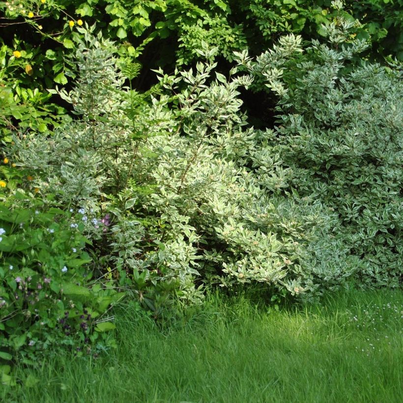 Cornus alba Elegantissima - Cornouiller blanc panaché (Port)