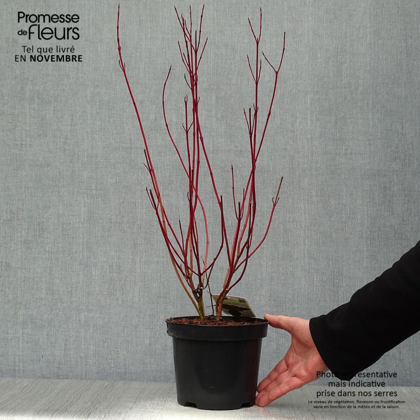 Spécimen de Cornus alba Elegantissima - Cornouiller blanc panaché Pot de 2L/3L tel que livré en automne