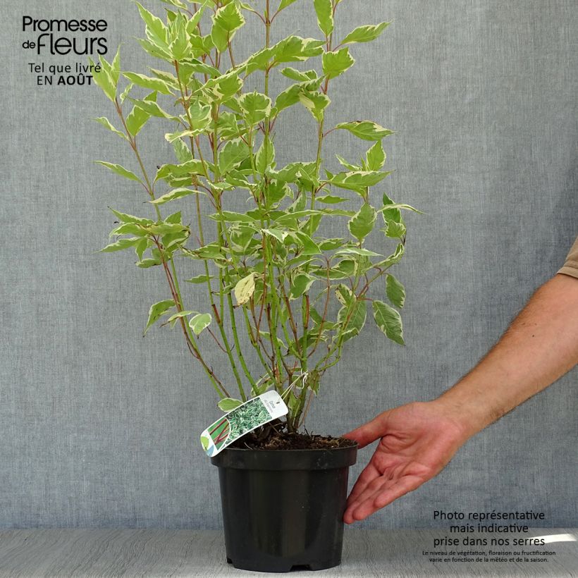 Spécimen de Cornus alba Elegantissima - Cornouiller blanc panaché Pot de 2L/3L tel que livré en été