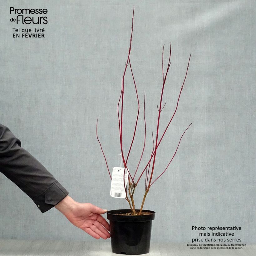 Spécimen de Cornus alba Elegantissima - Cornouiller blanc panaché tel que livré en hiver