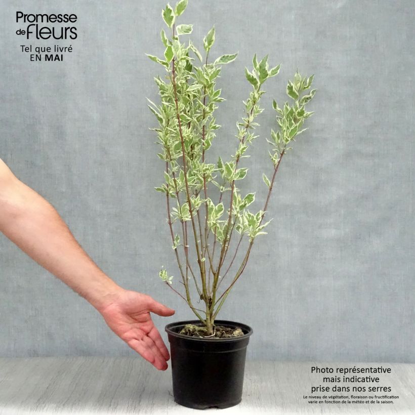 Spécimen de Cornus alba Elegantissima - Cornouiller blanc panaché en pot de 2L/3L tel que livré au printemps