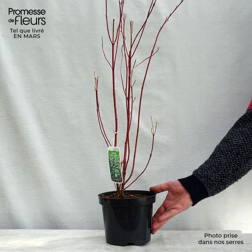 Spécimen de Cornus alba Elegantissima - Cornouiller blanc panaché en pot de 7,5L/10L tel que livré au printemps