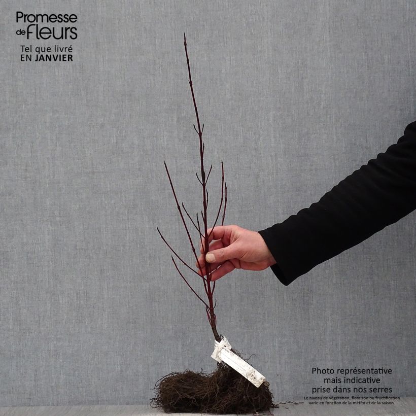 Spécimen de Cornus alba Elegantissima - Cornouiller blanc panaché en racines nues tel que livré en hiver