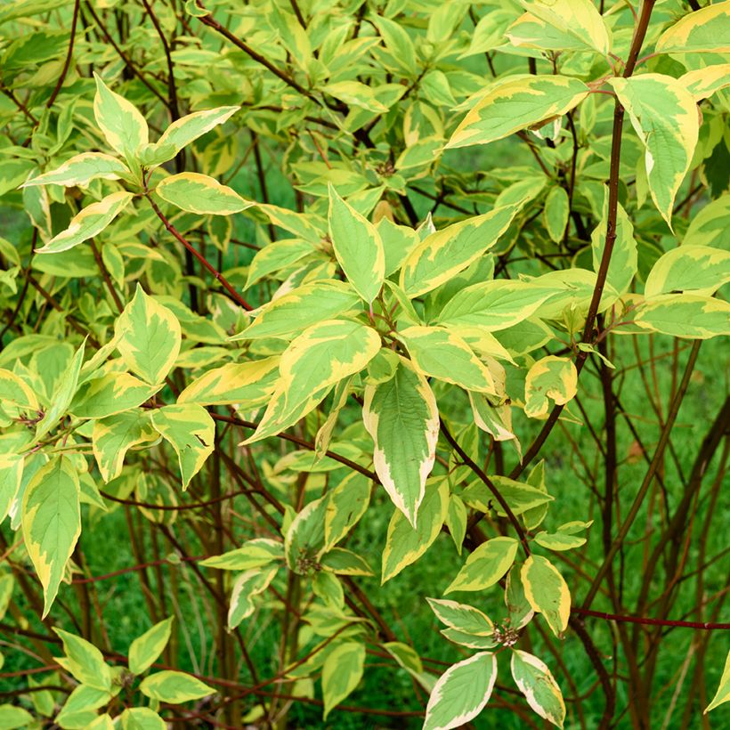 Cornus alba Gouchaultii - Cornouiller blanc (Feuillage)