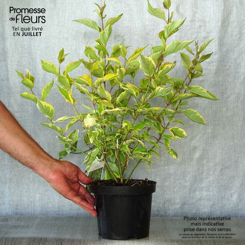 Spécimen de Cornus alba Gouchaultii - Cornouiller blanc Pot de 3L/4L tel que livré en été