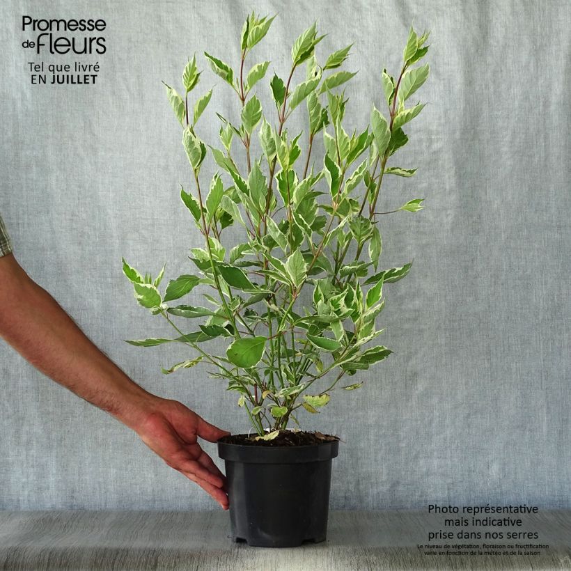 Spécimen de Cornus alba Ivory Halo - Cornouiller blanc Pot de 3L/4L tel que livré en été