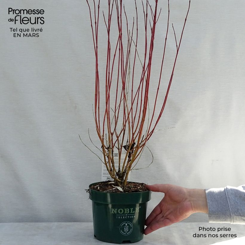 Spécimen de Cornus alba Ivory Halo - Cornouiller blanc en pot de 3,5L tel que livré au printemps