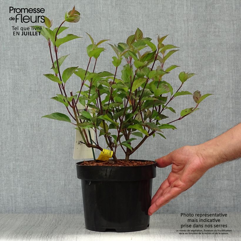 Spécimen de Cornus alba Kesselringii - Cornouiller blanc à bois brun violacé Pot de 2L/3L tel que livré en été