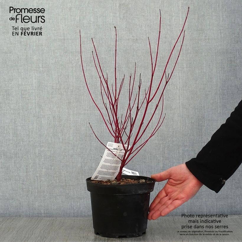 Spécimen de Cornus alba Miracle - Cornouiller blanc  tel que livré en hiver