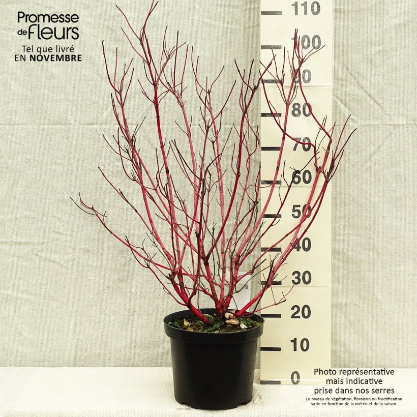 Spécimen de Cornus alba Sibirica - Cornouiller blanc de Sibérie Pot de 6L/7L tel que livré en automne