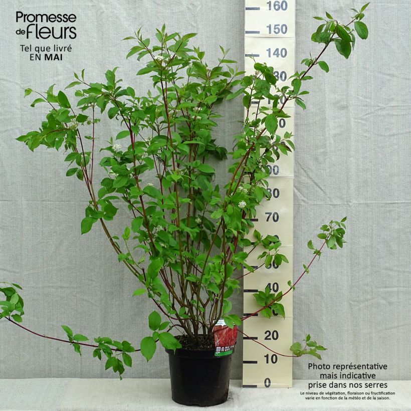 Spécimen de Cornus alba Sibirica - Cornouiller blanc de Sibérie tel que livré en printemps